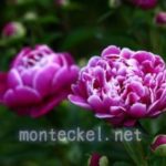 芍薬(シャクヤク)の育て方や花言葉