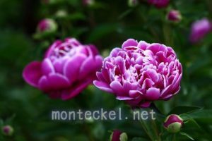 芍薬(シャクヤク)の育て方や花言葉